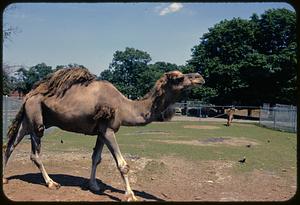 Camel in a zoo