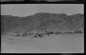 Camel Mart in Crater