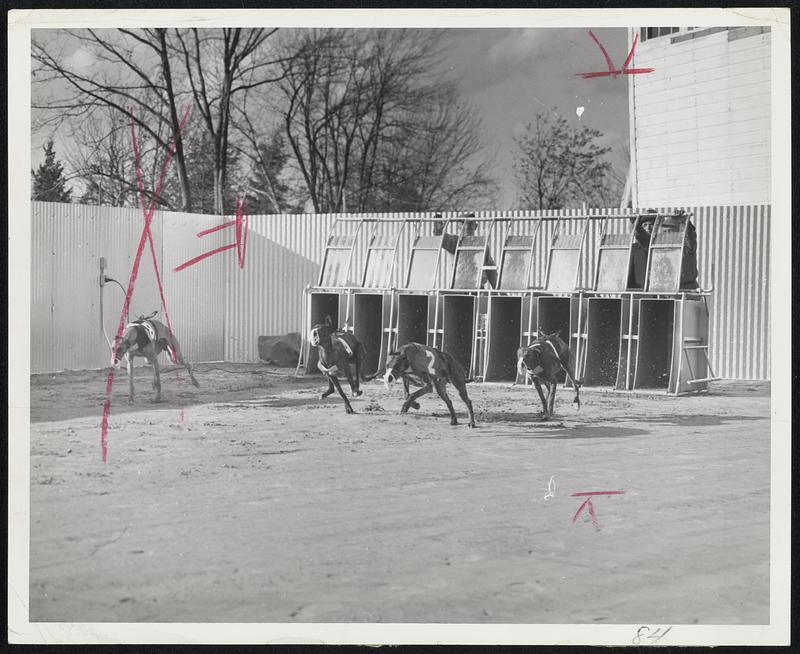 Wasting No Time-These greyhounds at Raynham Park break out of the new starting box on the improved white sand racing strip which will be in operation 6next spring. Raynham will also have an exact ⅜-mile course.