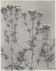 187. Pycnanthemum flexuosum, narrow-leaved mountain mint