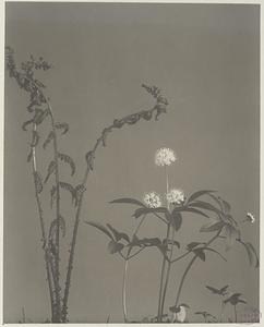 331. Asplenium filix-femina and Panax trifolium, lady fern. Dwarf ginseng, ground nut