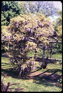 Arbor., wisteria