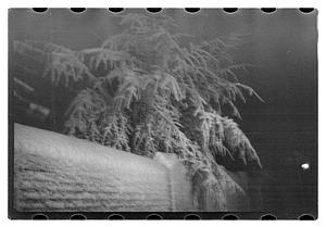 Snow covered tree