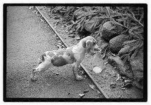 Idahurst Kennels