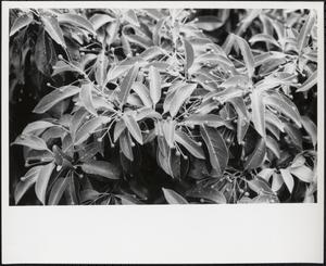 Leaves