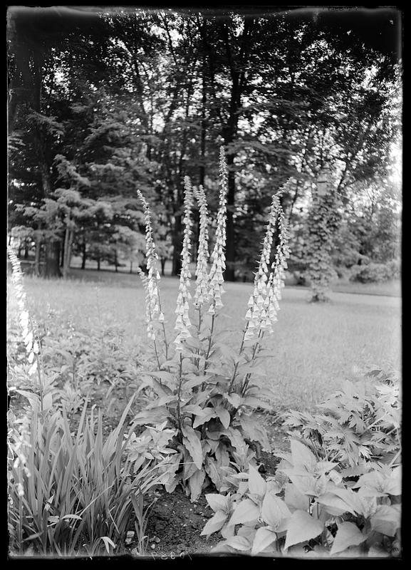 Digitalis furfuracea - specimen plant