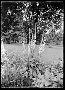 Digitalis furfuracea - specimen plant