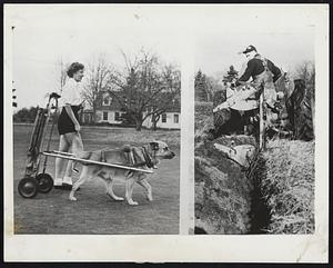 Who's Laughing Now? - While western states dig out of a blizzard, rockbound England basks in springlike temperatures. To prove it, Mary Faulkner, shorts-clad, plays golf in Augusta, Me., with Behring, her Chinook dog, caddying. At right, Frank Murphy plows his land in East Derry, N.H.