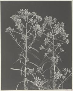 274. Gnaphalium polycephalum, white balsam, fragrant everlasting