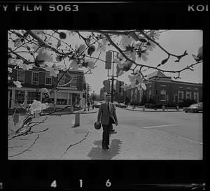 Mayor Richard Sullivan and magnolia blossoms in front of City Hall