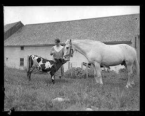 A cow greeting a horse