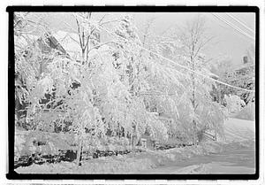 Snow covered street and trees
