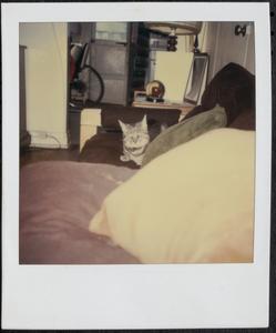 Gray cat on couch