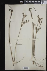 Juncus canadensis