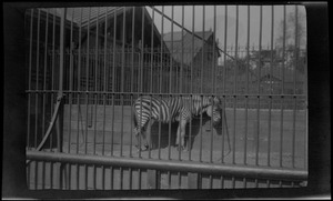 Zebra, Central Park Zoo, New York City