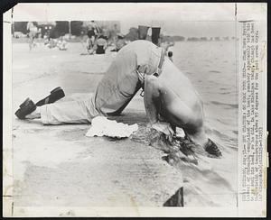 Hot Weather: Go Soak Your Head-- When Dave Byster (above) of Chicago, complained of the heat, somebody apparently told him to go soak his head, so he did, in Lake Michigan today, Chicago has been the victim of temperatures above 95 degrees for the past seven days.