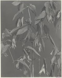 104. Uvularia grandiflora, wild oats, large-flowered bellwort