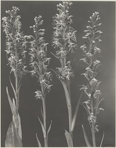 169. Habenaria lacera, ragged-fringed orchis