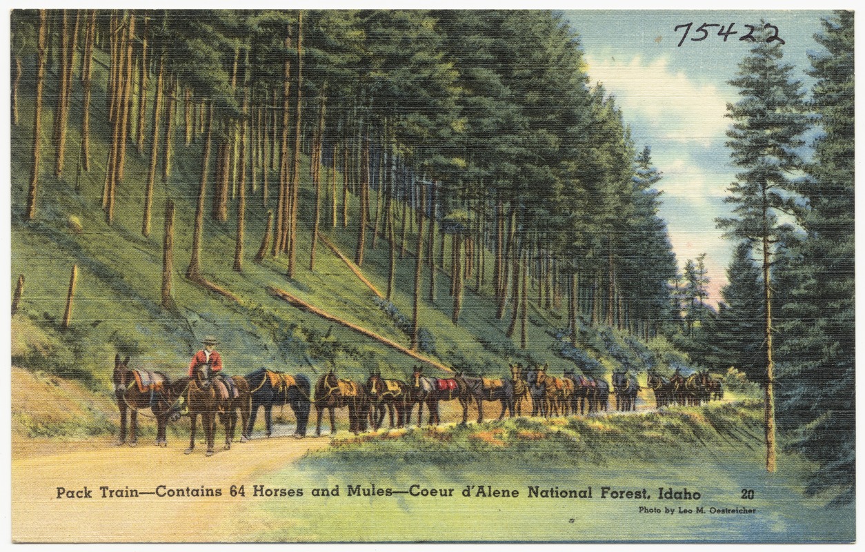 Pack train- contains 64 horses and mules- Coeur d'Alene National Forest, Idaho