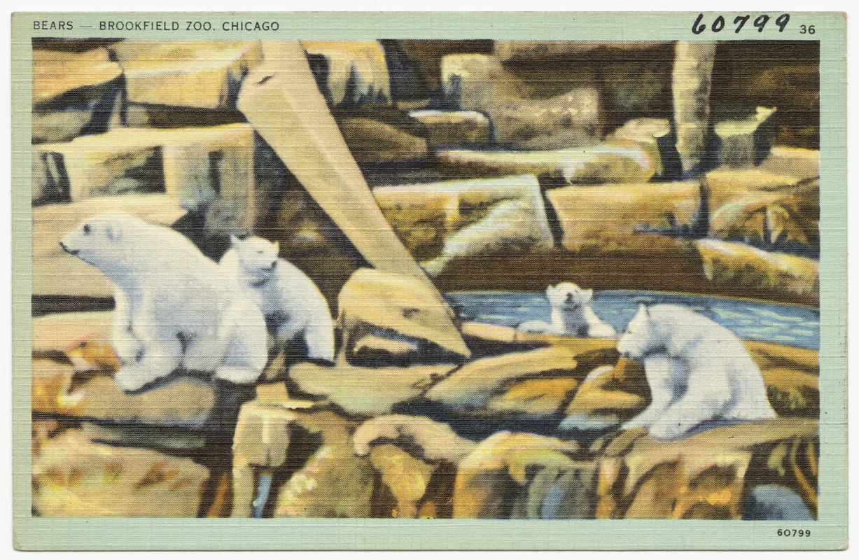 Bears- Brookfield Zoo, Chicago