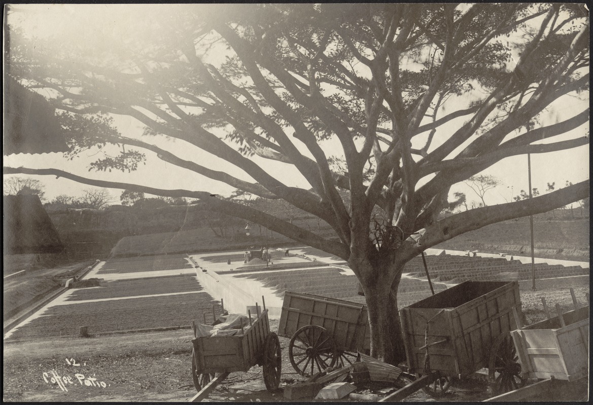 "Coffee Patio;" carts under large tree, men work at coffee plantation in distance
