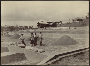 Coffee plantation; four men standing with shovels and canvas bags