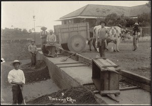 "Receiving coffee;" workers (with bare feet) at coffee plantation; ox-drawn cart delivering coffee beans