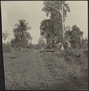 Railroad tracks running through lush tropical terrain; white dog and two men in distance