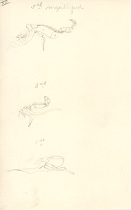 Loose zoology notes of Sarah (Sallie) M. Field, Abbot Academy, class of 1904