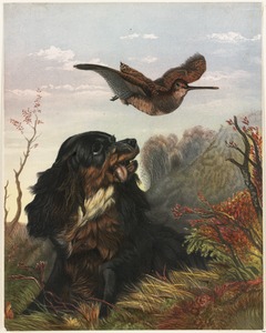 Cocker and woodcock