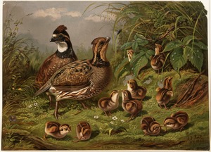 Quail