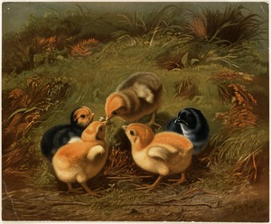 Group of chickens