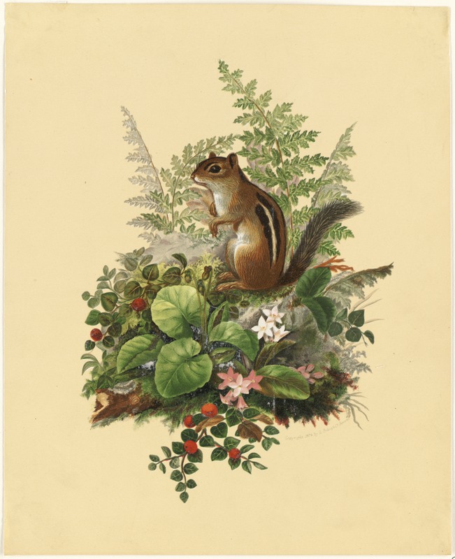 Chipmunk