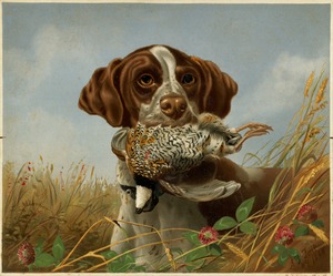 Pointer and quail