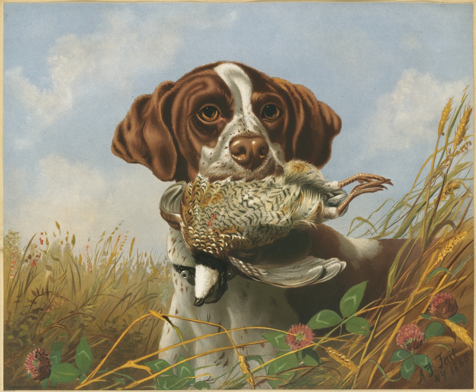 Pointer and quail