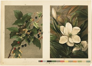 Blackberries and magnolia grandiflora