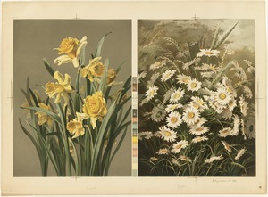 Daffodils and daisies