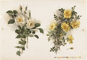 Two bunches of yellow roses
