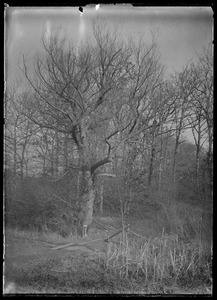 Tree and gate?