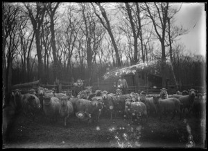 Sheep! With man - not identified, trees in background