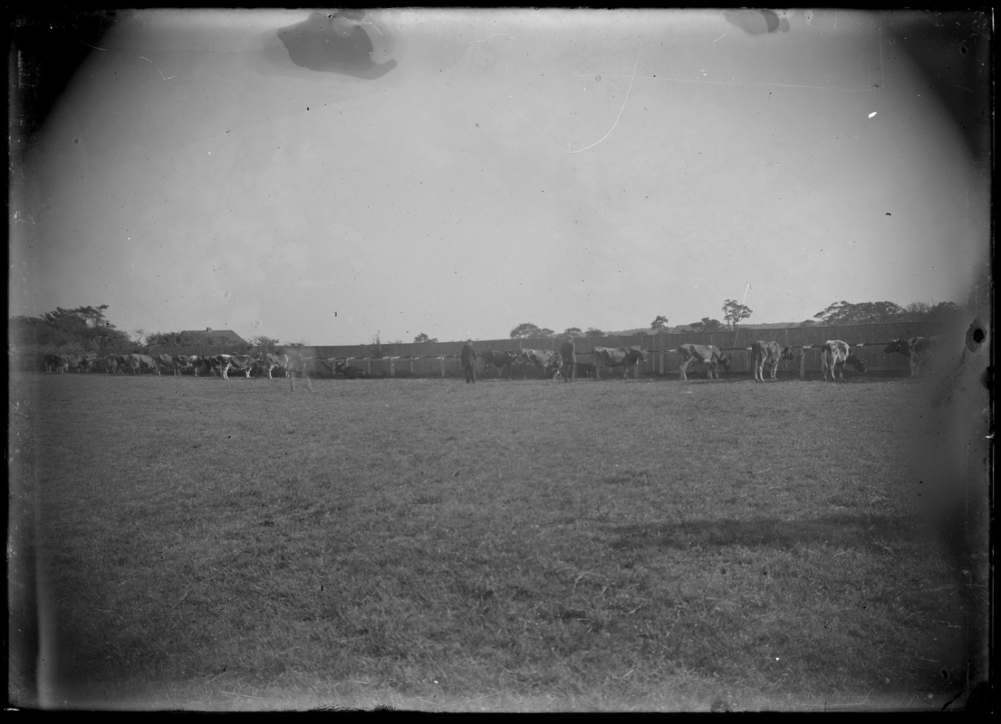 Ag fair, WT. Cows