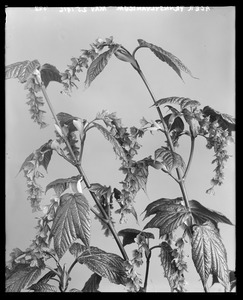 Acer pennsylanicum