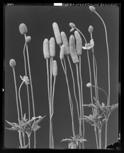 Anemone cylindrica virginiana