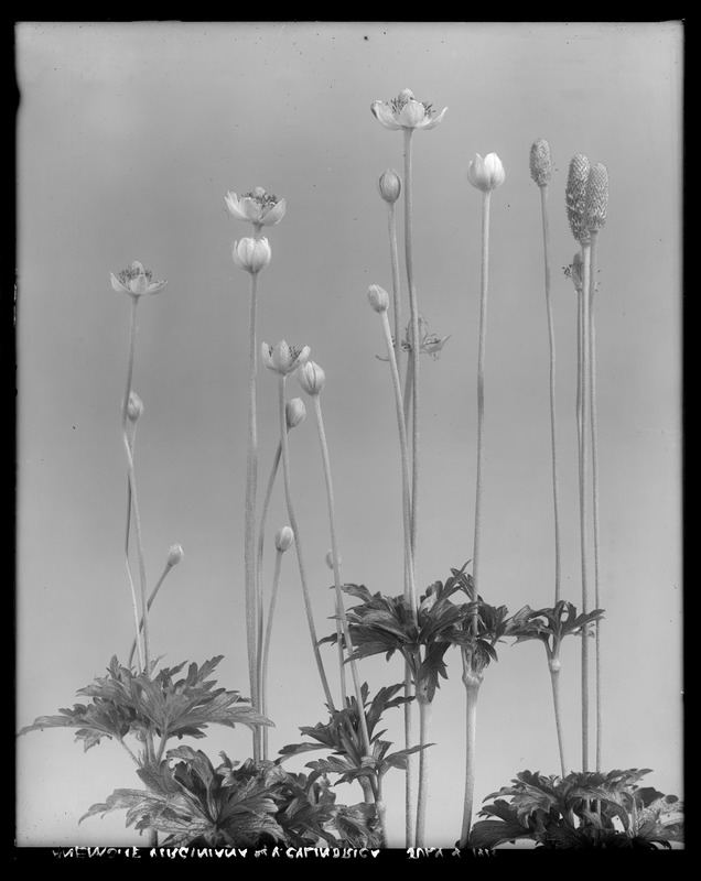 Anemone virginiana