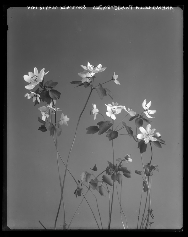 Anemonella thalictroides