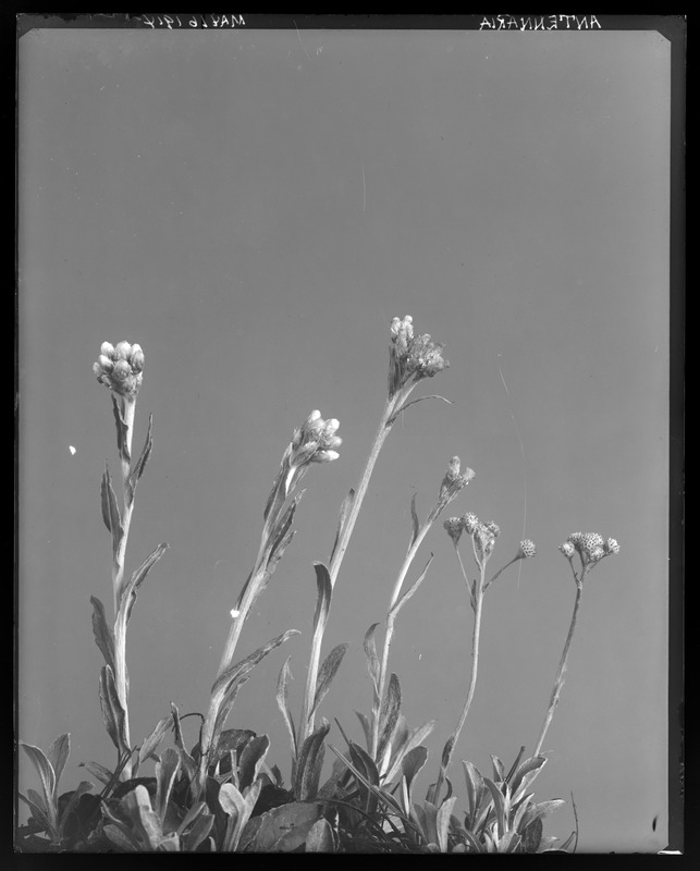 Antennaria fallax