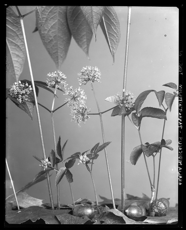 Aralia nudicaulis, Panax trifolius