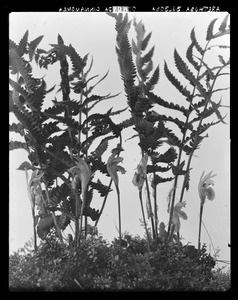 Arethusa bulbosa, Osmunda cinnamomea