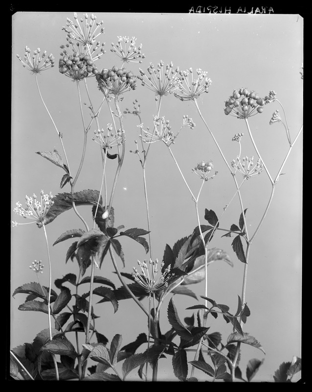 Aralia hispida