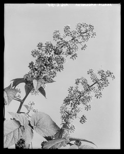 Aralia racemosa